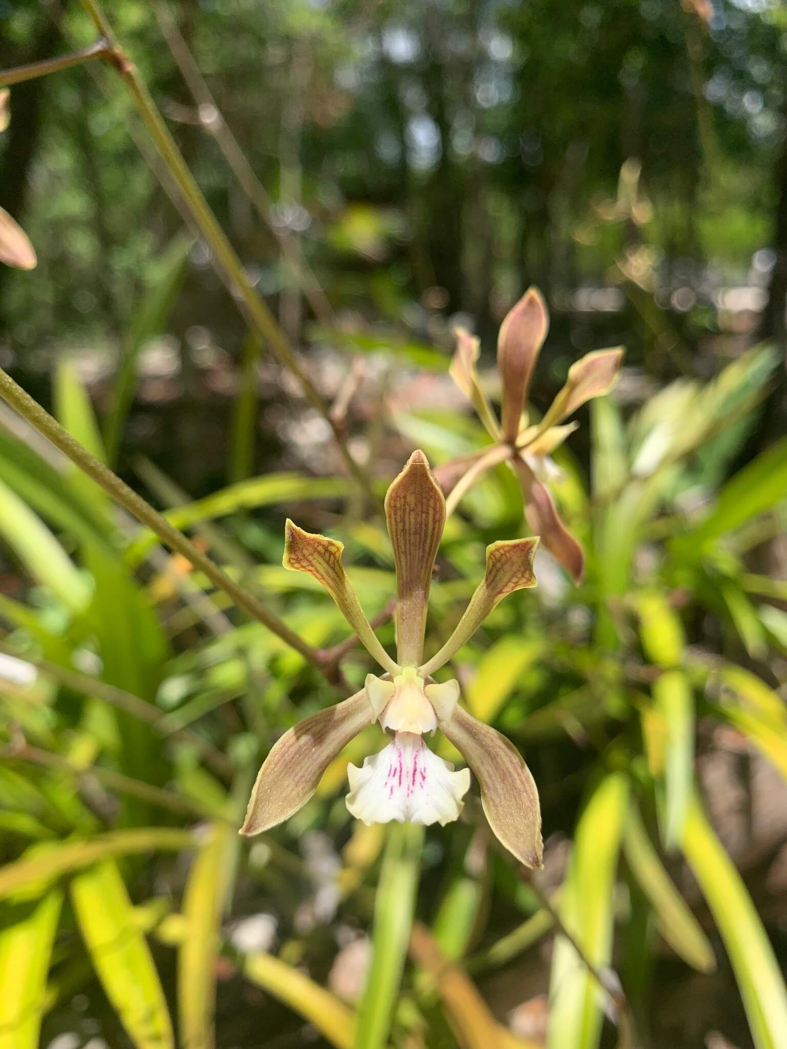 Encyclia alata ssp. virella